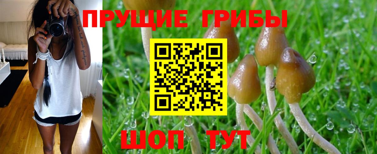 Псилоцибиновые грибы Psilocybe  Вход с VPN  Югорск 